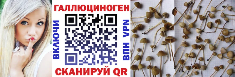 Галлюциногенные грибы ЛСД блэк спрут онион Кедровый